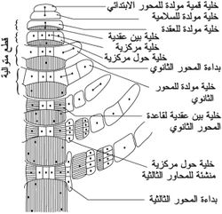 مقطع طولي لمحور إبتدائي في نبات الكارا.jpg