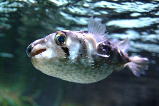 Porcupinefish inflate themselves by swallowing water or air, which restricts potential predators to those with bigger mouths.
