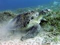 Green sea turtle near Marsa Alam.JPG