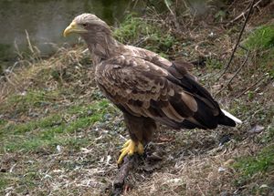 Haliaeetus albicilla -captive-8a.jpg