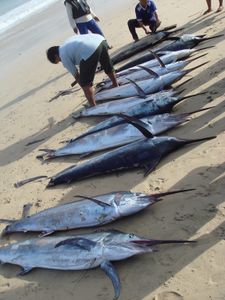 Photo of 8 long-nosed fish on the beach