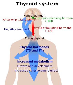 مخطط يوضح العلاقة بين هرموني الدرقية T3 وT4، الهرمون المحفظ للدرقية (TSH)، والهرمون المطلق للدرقية (TRH)