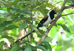 White-bellied treepie