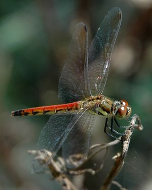 Odonata 002.jpg