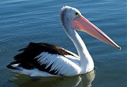 Australian pelican