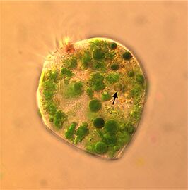 The marine ciliate Strombidium rassoulzadegani