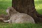Leicester sheep, Virginia.jpg