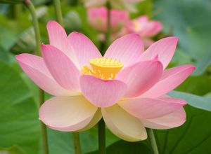 زهرة اللوتس المقدسة، زهرة اللوتس المقدسة، إحدى النباتات المقدسة في الديانتين الهندوسية والبوذية