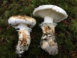 Bulbous white mushrooms on the forest floor