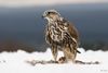 Falco cherrug 1 (Bohuš Číčel).jpg