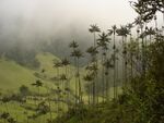 Ceroxylon quindiuense cocora.jpg