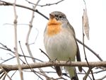 Red-breasted flycatcher, Nature Park, Mohali, Punjab.JPG