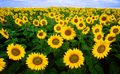 Sunflowers growing near Fargo, North Dakota