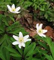 Anemone nemorosa