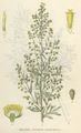 Artemisia absinthium NF.jpg