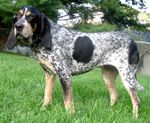 BluetickCoonhound.jpg