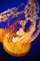 Pacific sea nettle jellyfish Chrysaora fuscescens.