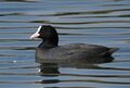 Common Coot Eurasian coot Fulica atra by Dr. Raju Kasambe DSCN3784 (1).jpg