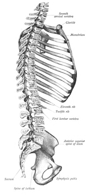 صورة من الاتجاهين للهيكل العظمي المحوري مقسوم من المنتصف. تظهر الصورة مناطق ارتباطه بالحوض ولا تظهر الجمجمة. من أطلس سبوتا للتشريح البشري، 1909.