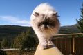 Blue Point Persian (Himalayan cat)