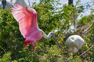 RoseateSpoonbillCatazaja.jpg