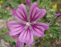 Malva sylvestris (1).jpg