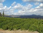 An orchard in Upper Galilee