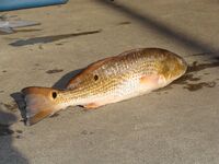 Red Drum (Sciaenops ocellatus).jpg