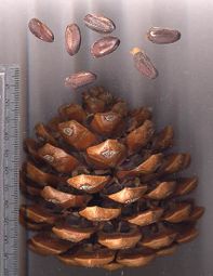 Cone and seeds