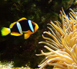 Yellowtail clownfish with sea anemone