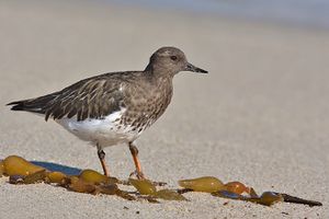 Arenaria melanocephala.jpg