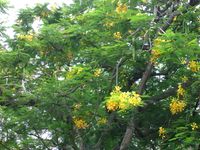 The rarer, yellow-flowered variety, photographed in Guadeloupe