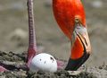 Flamingo watching one of its eggs hatch