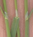 Leaves of Poa trivialis showing the ligules