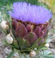 The involucral leaves of the capitula of the globe artichoke (here flowering) are eaten as vegetable