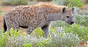 Spotted hyena (Crocuta crocuta).jpg