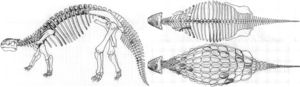Images of skeleton; side view facing left, dorsal view, and dorsal view of dorsal plates