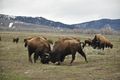 Bison fighting in Grand Teton National Park, Moose, Wyoming