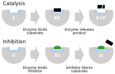 Cartoon depiction of an enzyme binding substrate to its active site and releasing product (top), and an inhibitor binding to the active site, thus preventing substrate binding