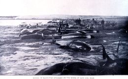 صورة لعشرات الحيتان المنتحرة