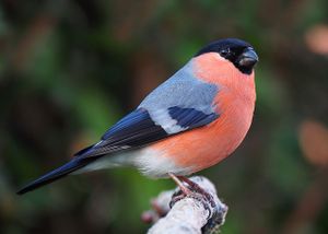 Bullfinch male.jpg