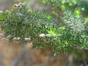 Erica arborea.JPG