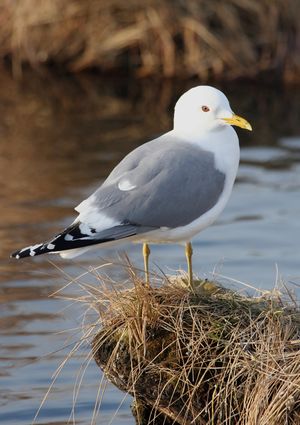 Larus canus1.jpg