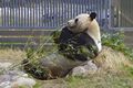 The Giant Panda Koukou at Oji Zoo