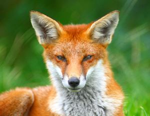 Looking Foxy.jpg