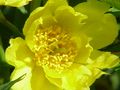 Paeonia ludlowii (syn. Paeonia lutea var. ludlowii