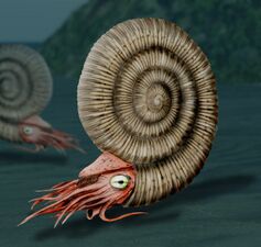 Reconstruction of an ammonite, a highly successful early cephalopod that appeared 400 mya.