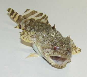 Toadfish often inhabit reefs. Male toadfish "sing" at up to 100 decibels with their swim bladders to attract mates.[3][4][5]