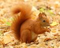 A red squirrel is actually orange.