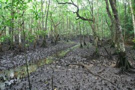 مستنقعات Mangrove في Cape Tribulation